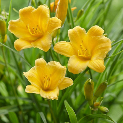 Low Maintenance Daylily Collection