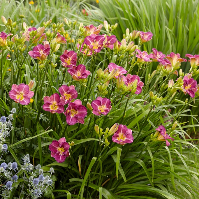 Entrapment Reblooming Daylily