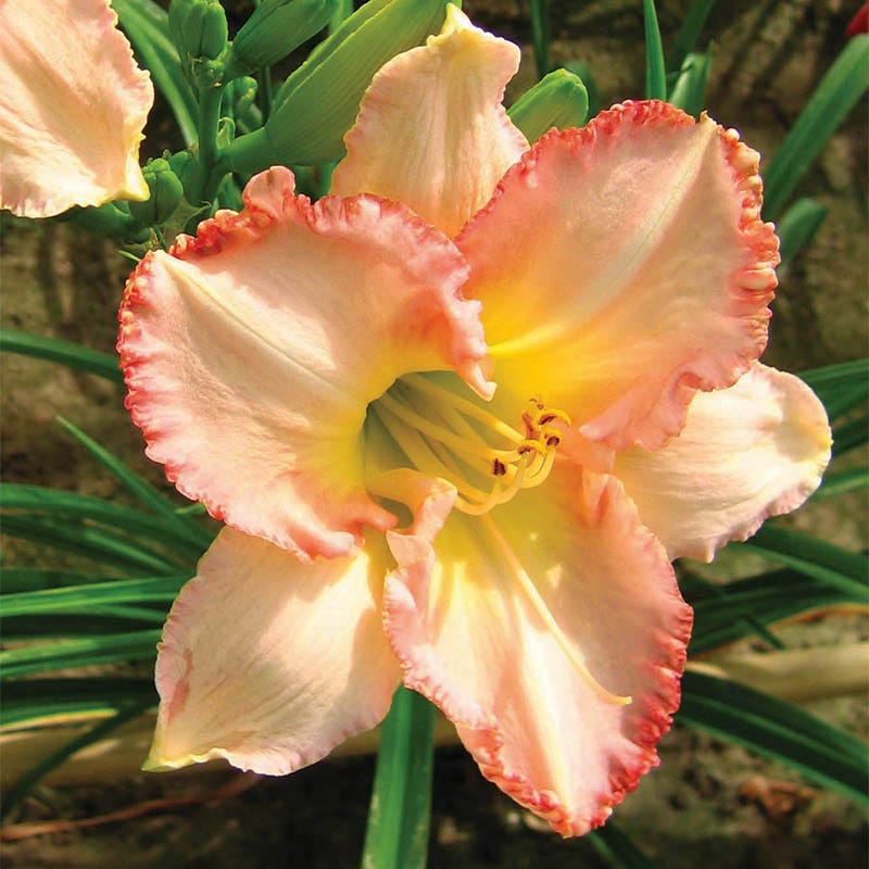 Frosted Vintage Ruffles Daylily