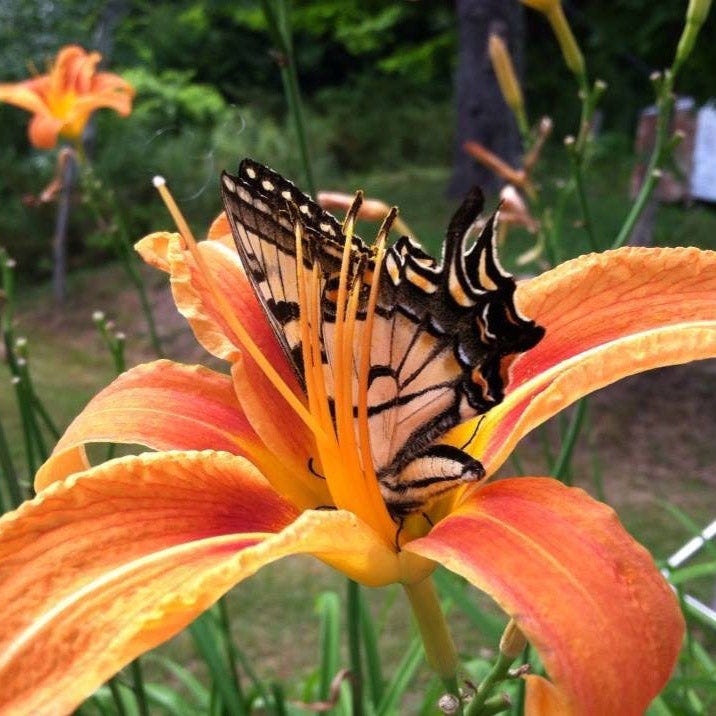 orange daylily vs tiger lily Original Orange Daylily, Hemerocallis