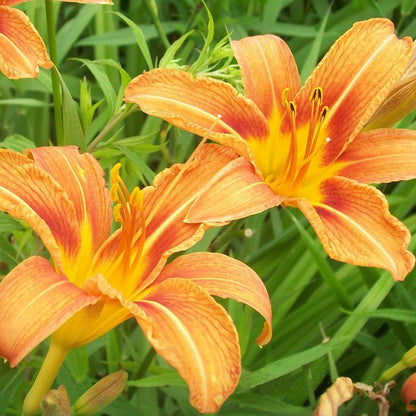 Original Orange Daylily