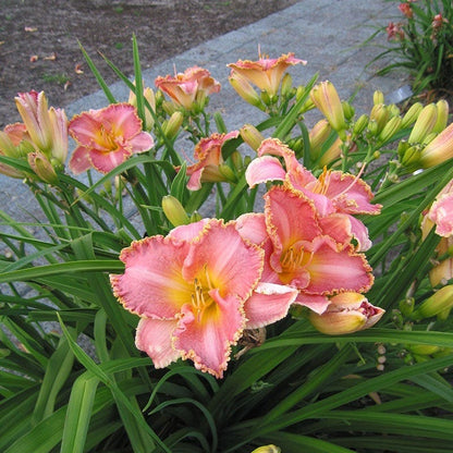 Low Maintenance Daylily Collection