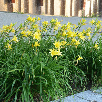 Hyperion Reblooming Daylily
