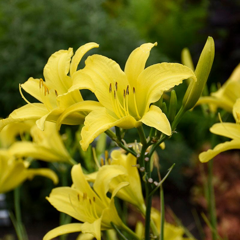 Hyperion Reblooming Daylily