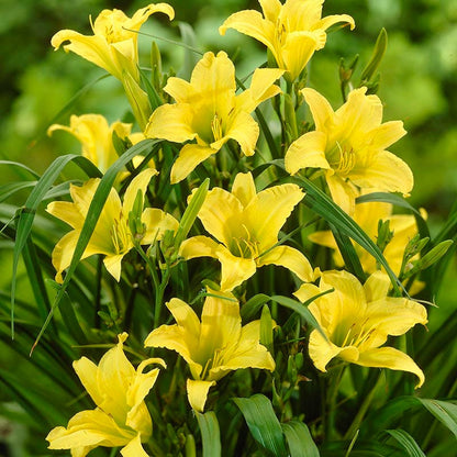 Hyperion Reblooming Daylily