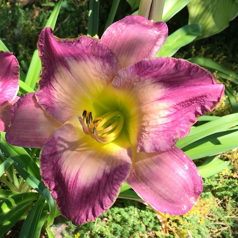 Moroccan Sunrise Reblooming Daylily