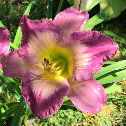Moroccan Sunrise Reblooming Daylily