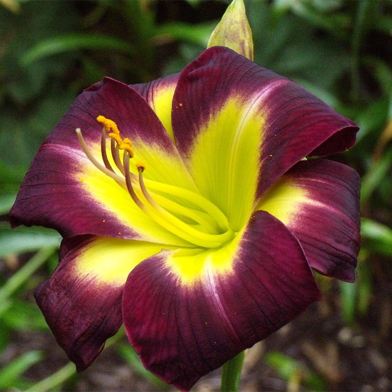 Night Beacon Reblooming Daylily
