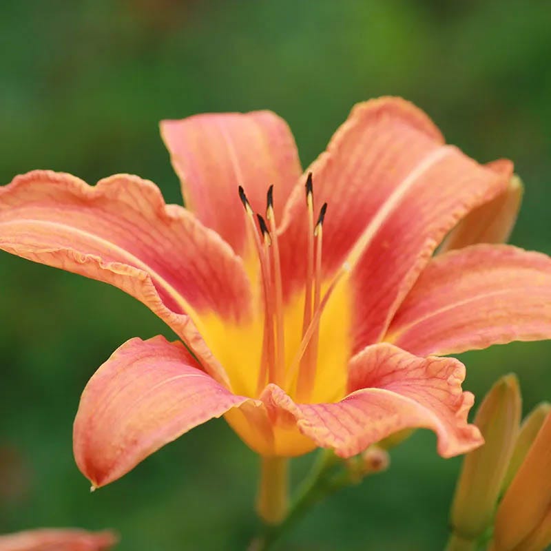 Sunny Days Daylily Collection