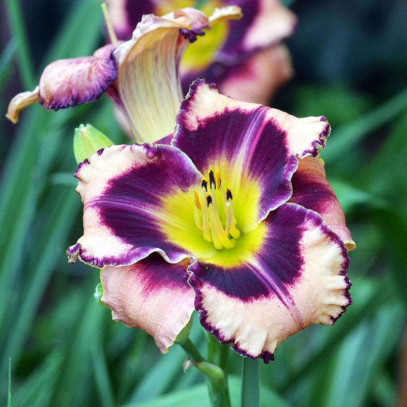 Simmons Overture Reblooming Daylily
