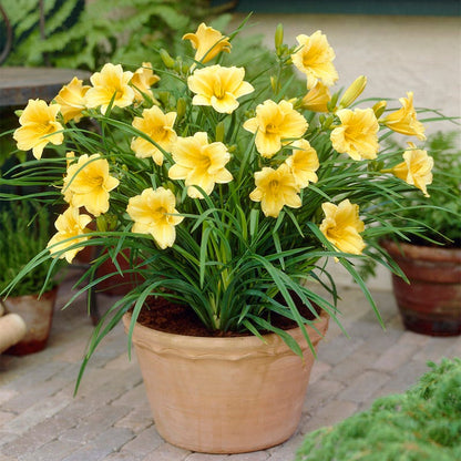 Stella D'Oro Reblooming Daylily