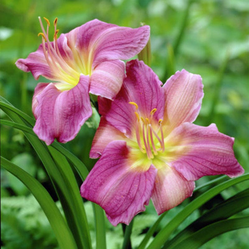 Prairie Blue Eyes Daylily - Thumbnail 2
