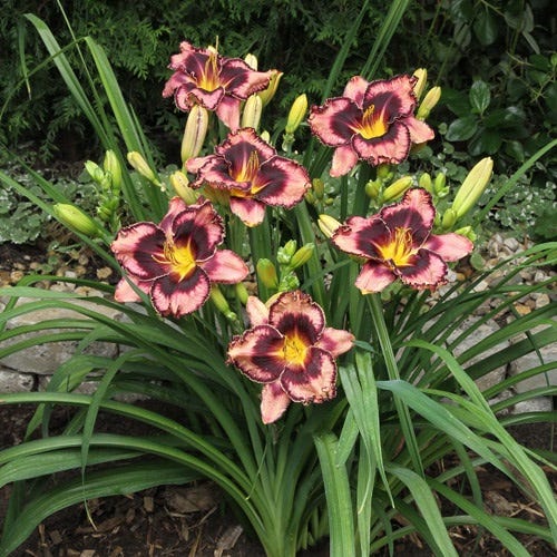 Simmons Overture Reblooming Daylily
