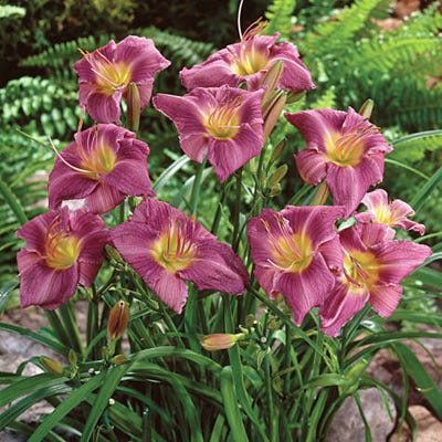 Prairie Blue Eyes Daylily