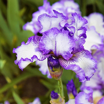 Hemstitched Reblooming Bearded Iris