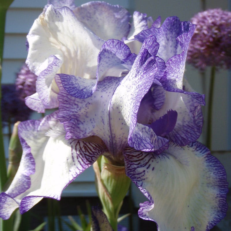 Hemstitched Reblooming Bearded Iris
