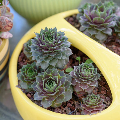 Kalinda Hens and Chicks
