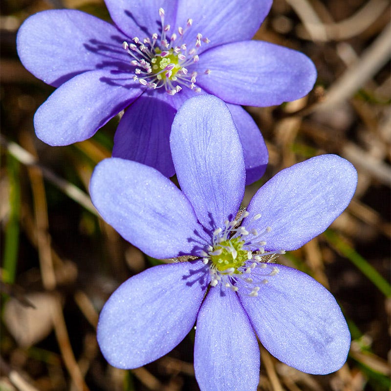 hepatica flower seeds Hepatica
