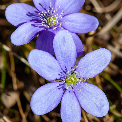 Hepatica