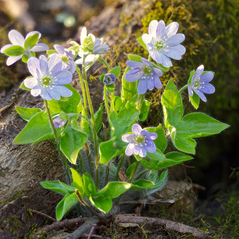 hepatica flower seeds Hepatica