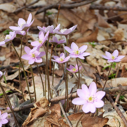 Hepatica