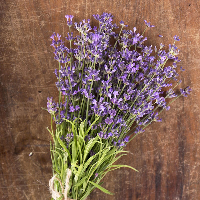 Munstead Lavender Seeds