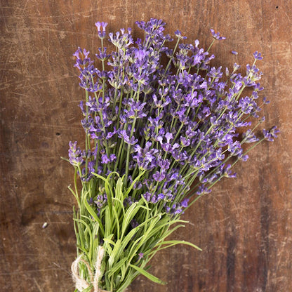 Munstead Lavender Seeds