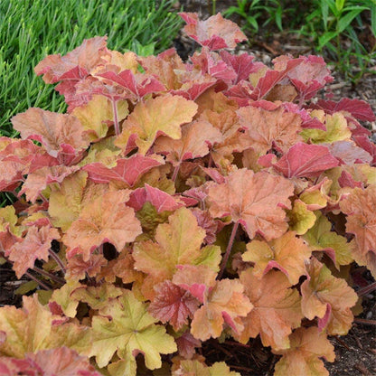 Brilliant Cottage Garden Plant Collection