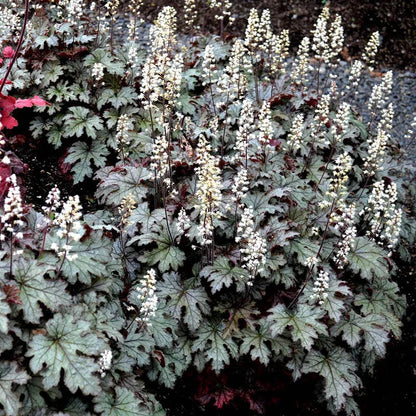 Radiant Glow Coral Bells Collection