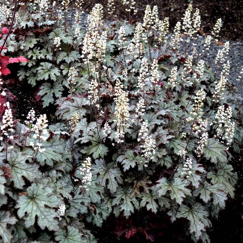 Vibrant Shade Low Grow Plant Collection