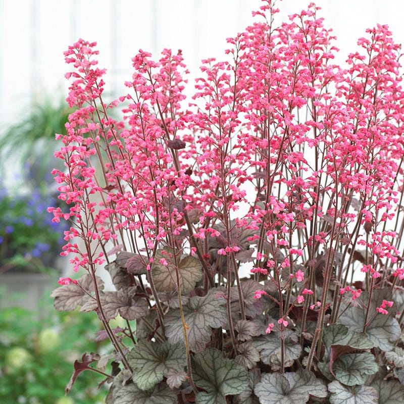 Flores Sea Coral Bells