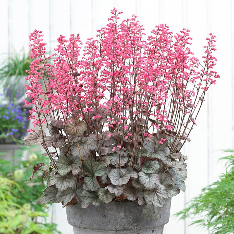 coral bells potted plants Coral Bells Flores Sea, Heuchera