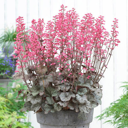 Flores Sea Coral Bells