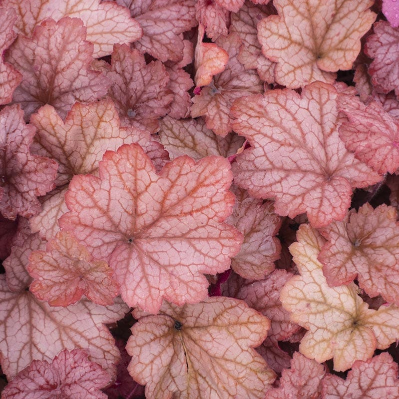 Georgia Peach Coral Bells