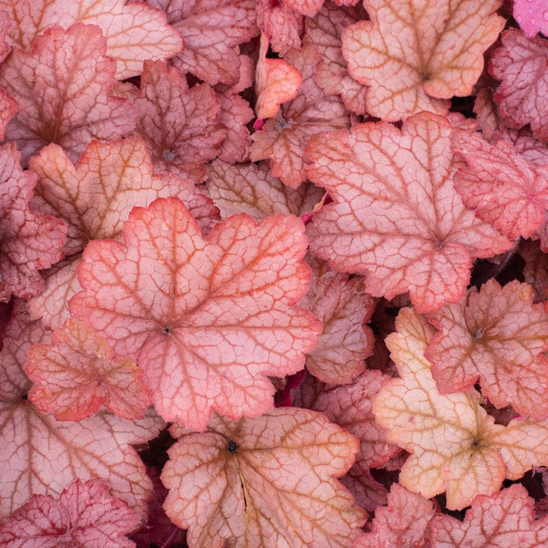 Georgia Peach Coral Bells