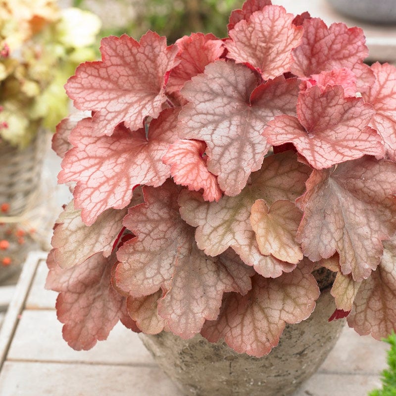 Georgia Peach Coral Bells
