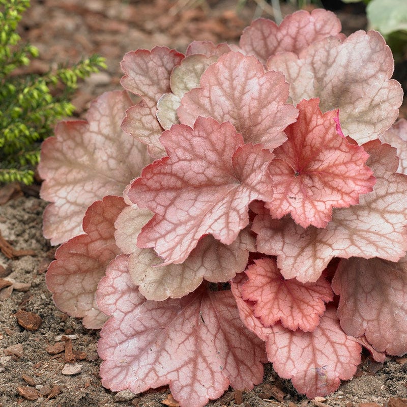 Georgia Peach Coral Bells