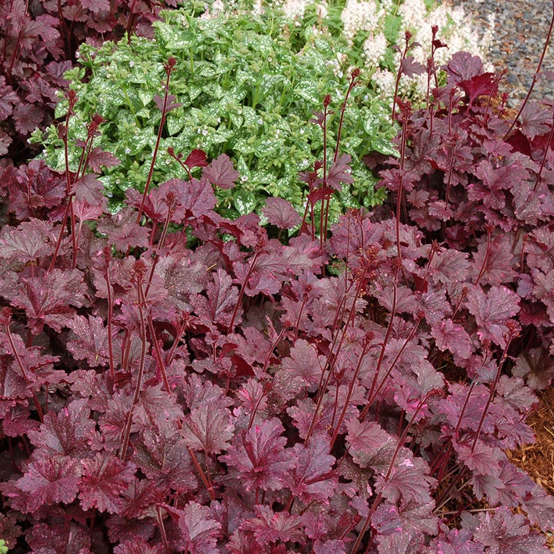 Midnight Rose Coral Bells