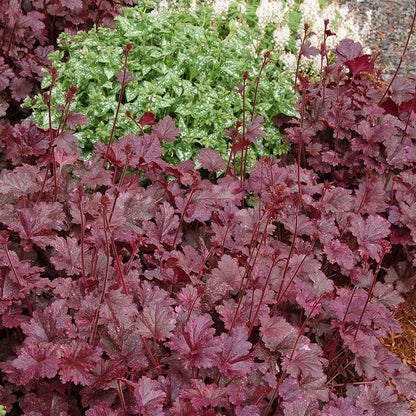 Midnight Rose Coral Bells