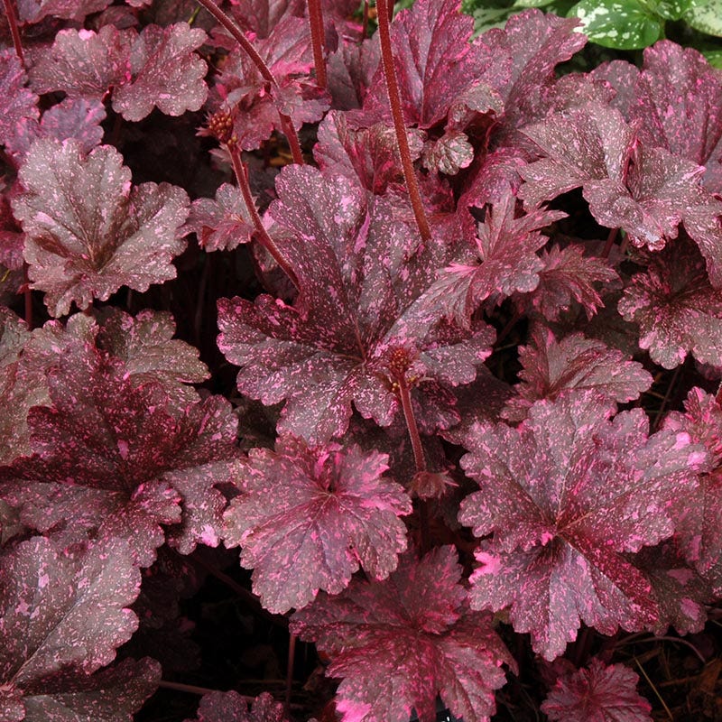 Midnight Rose Coral Bells
