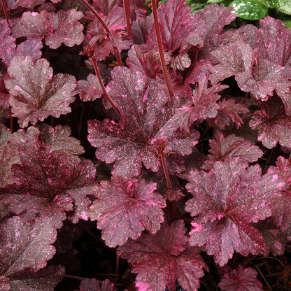 Midnight Rose Coral Bells