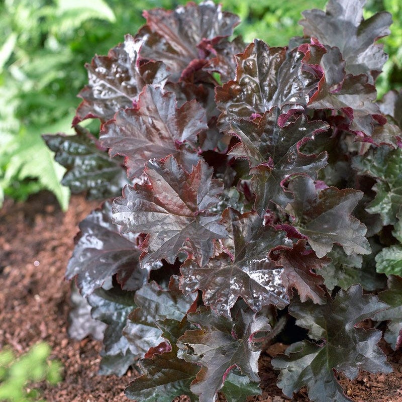 Palace Purple Coral Bells | White | Plant