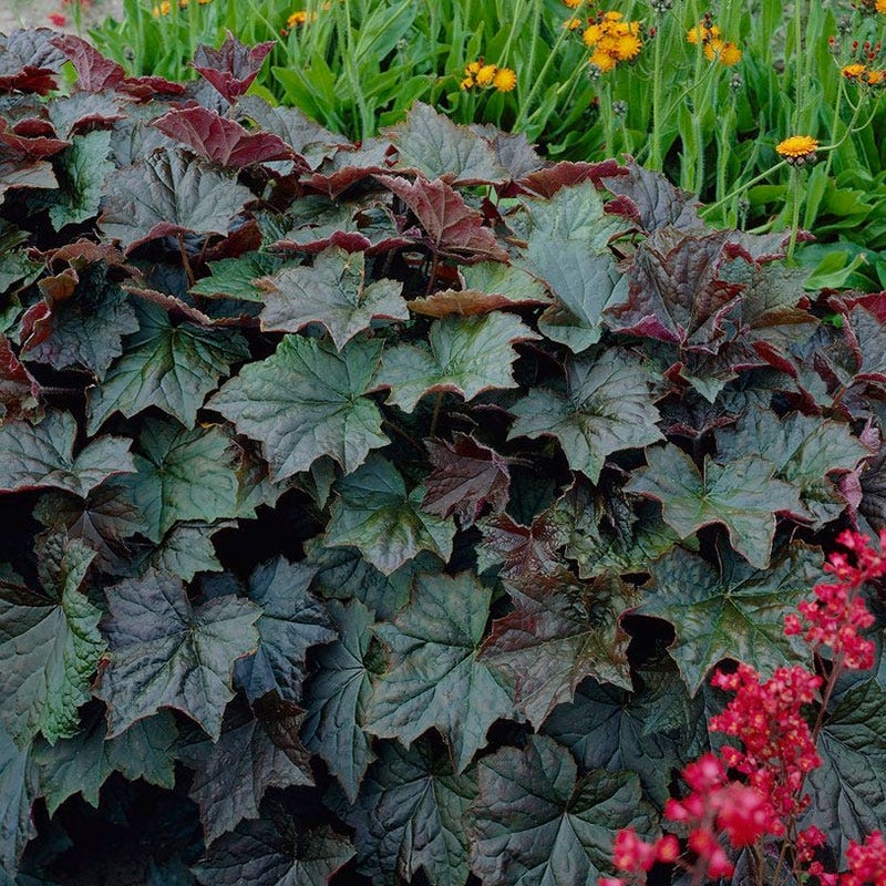 Palace Purple Coral Bells