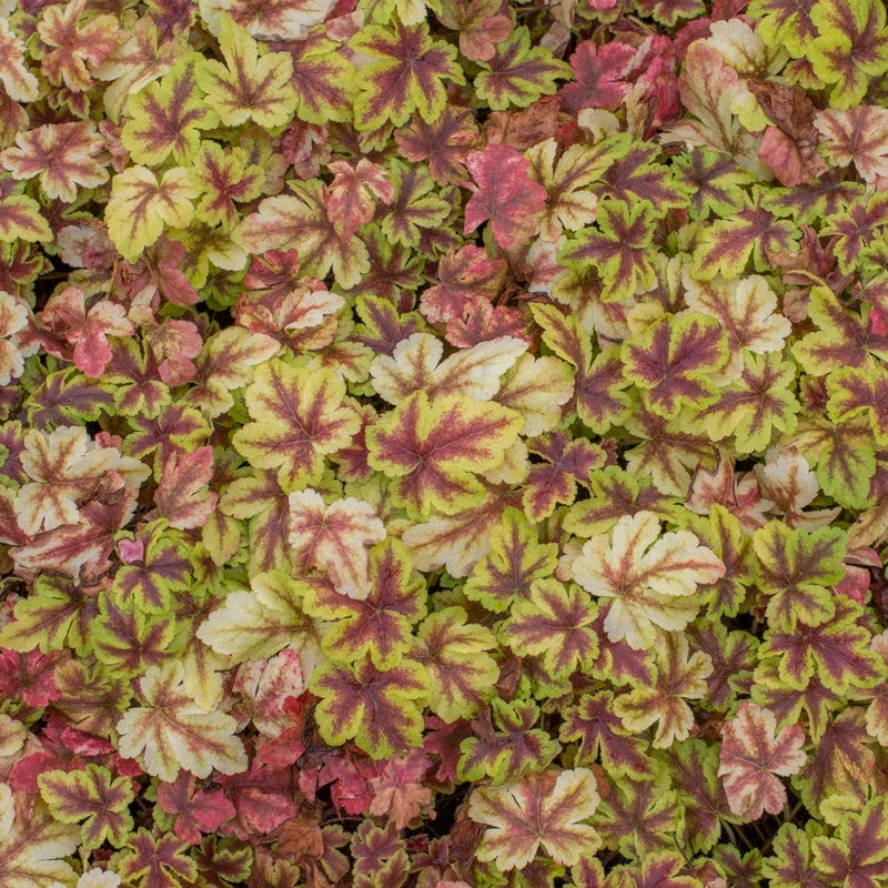 Gold Zebra Heucherella