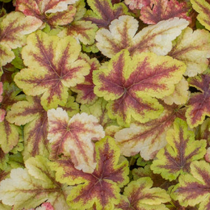 Gold Zebra Heucherella