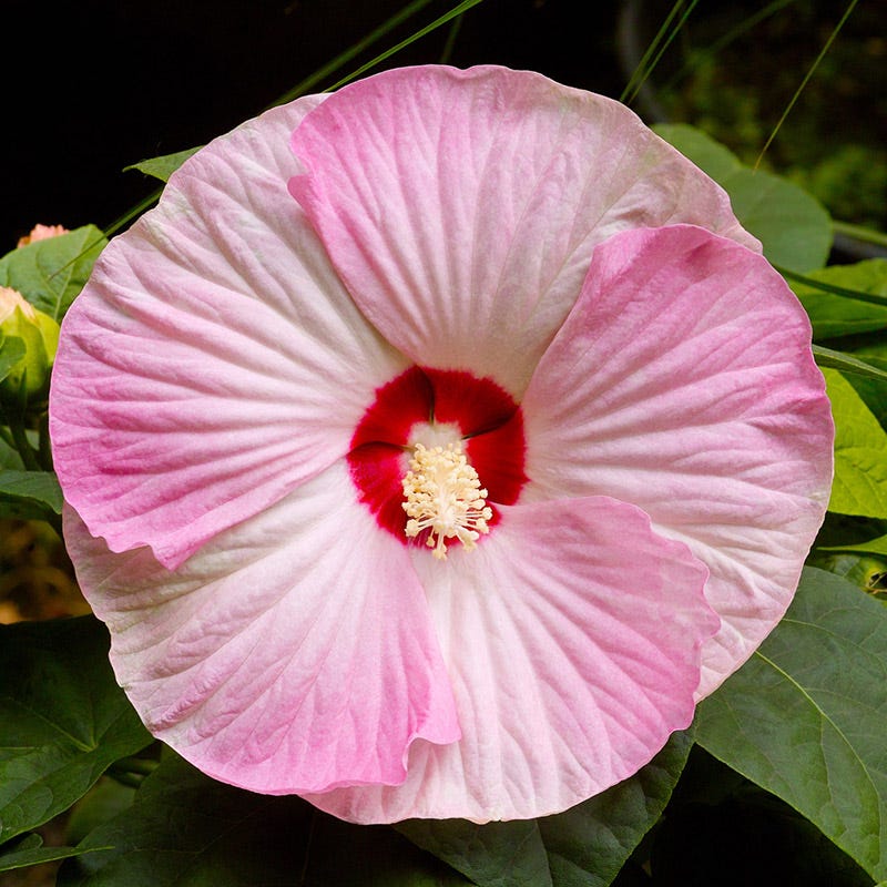 Luna Pink Swirl Hibiscus