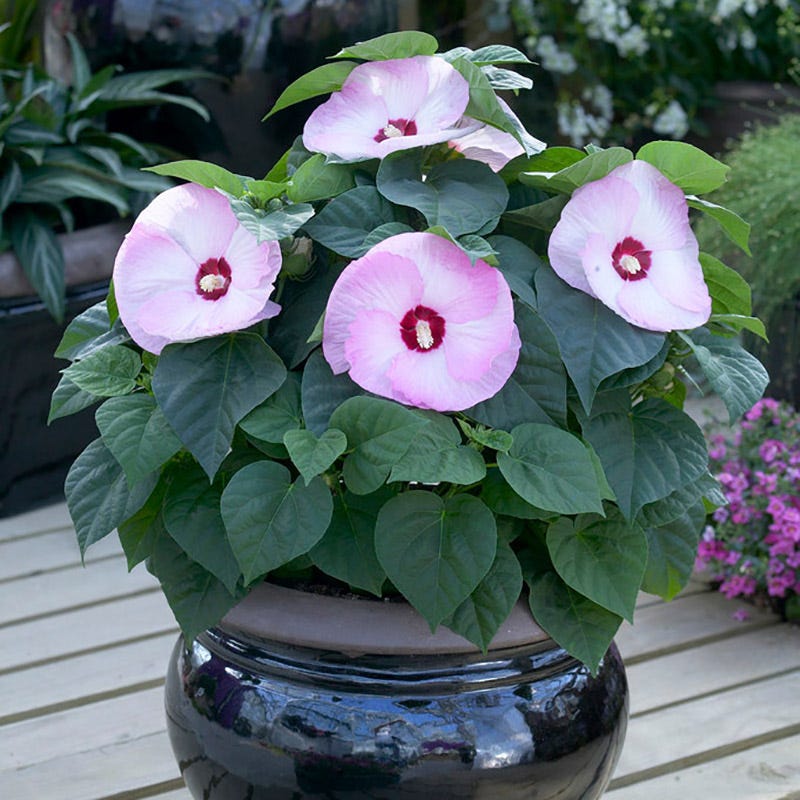 Luna Pink Swirl Hibiscus moscheutos | American Meadows