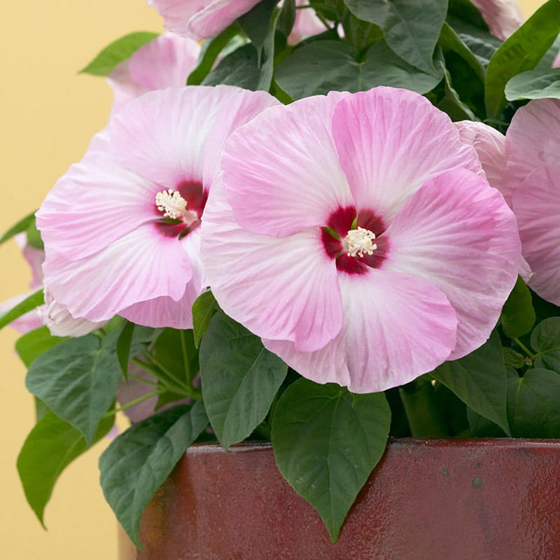 Luna Pink Swirl Hibiscus