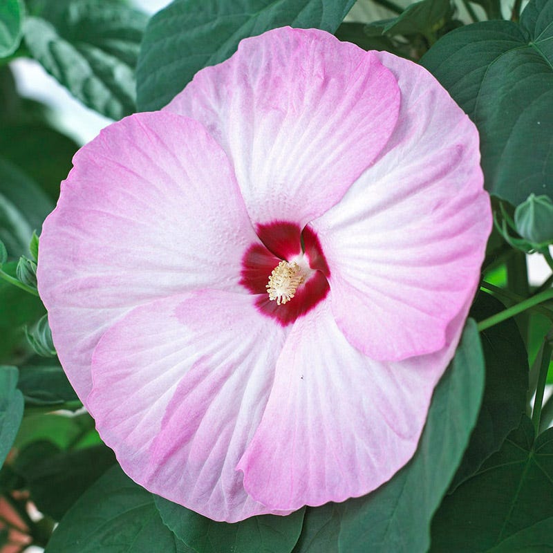 Luna Pink Swirl Hibiscus