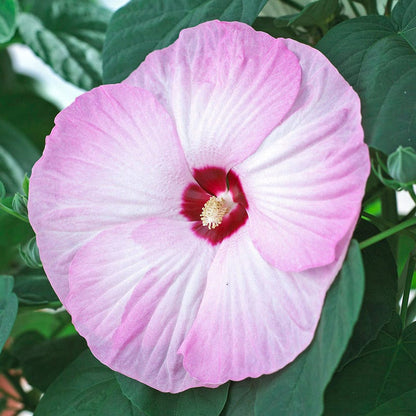 Luna Pink Swirl Hibiscus